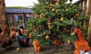 The Red Shepherdess's Christmas tree last year 